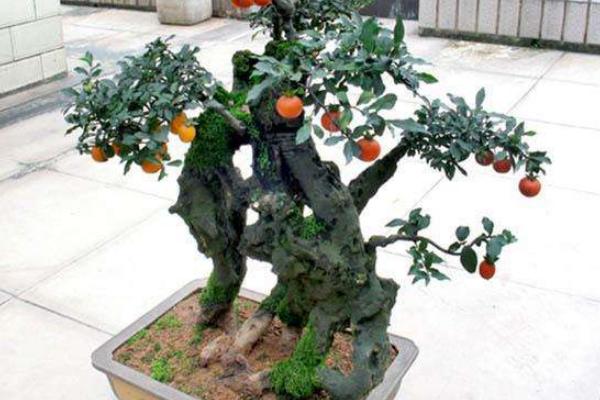 冬珊瑚什么时候开花(几月) 冬珊瑚不结果的原因和解决方法