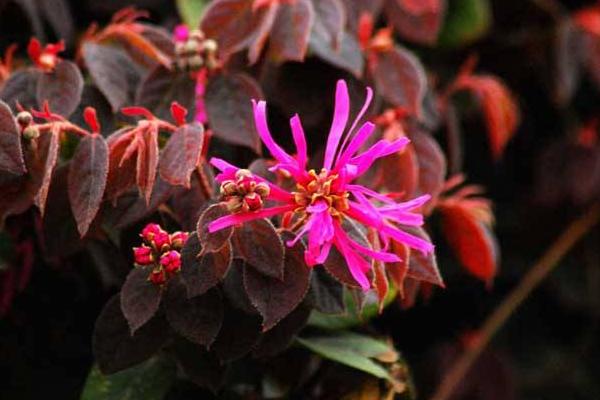 红花继木图片大全(含盆景) 红花继木市场价值