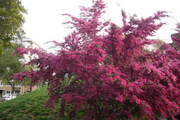 红花继木图片大全(含盆景) 红花继木市场价值