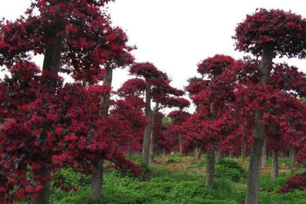红花继木图片大全(含盆景) 红花继木市场价值