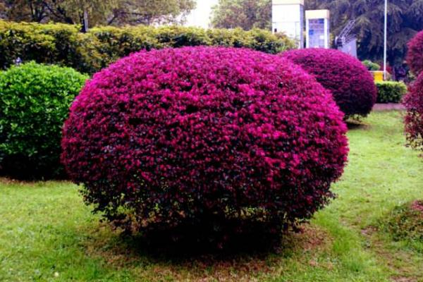 红花继木图片大全(含盆景) 红花继木市场价值