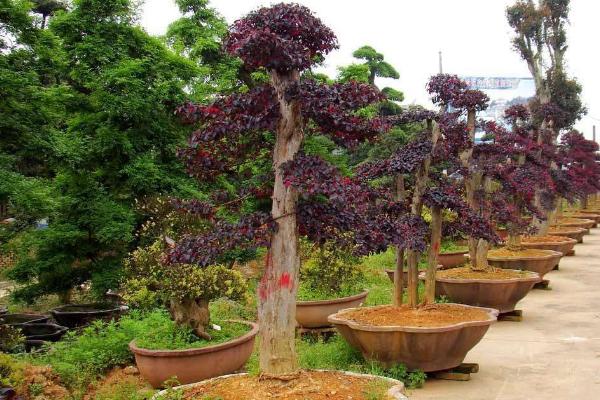 红花继木图片大全(含盆景) 红花继木市场价值