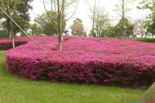 红花继木图片大全(含盆景) 红花继木市场价值