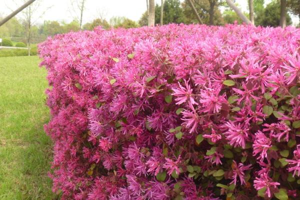 红花继木小苗市场价格多少钱一棵（40公分、50公分、60公分等）  红花继木的品种