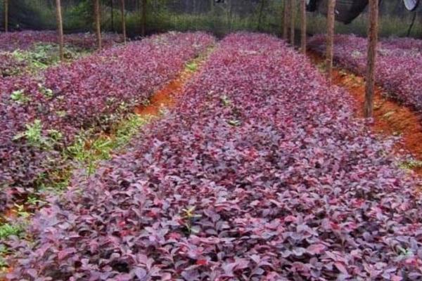红花继木图片大全(含盆景) 红花继木市场价值