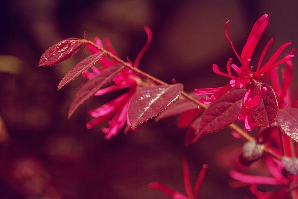 红花继木小苗市场价格多少钱一棵(40公分、50公分、60公分等) 红花继木的品种