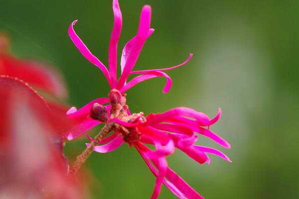 红花继木小苗市场价格多少钱一棵(40公分、50公分、60公分等) 红花继木的品种