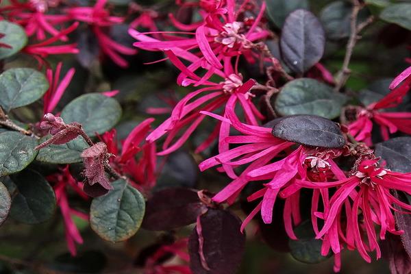 红花继木小苗市场价格多少钱一棵(40公分、50公分、60公分等) 红花继木的品种