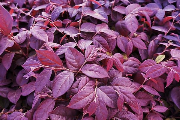 红花继木小苗市场价格多少钱一棵(40公分、50公分、60公分等) 红花继木的品种