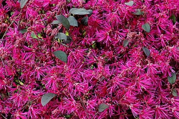 红花继木小苗市场价格多少钱一棵(40公分、50公分、60公分等) 红花继木的品种