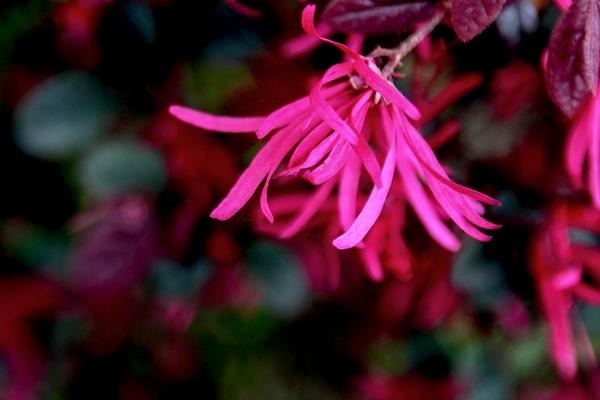 红花继木小苗市场价格多少钱一棵(40公分、50公分、60公分等) 红花继木的品种