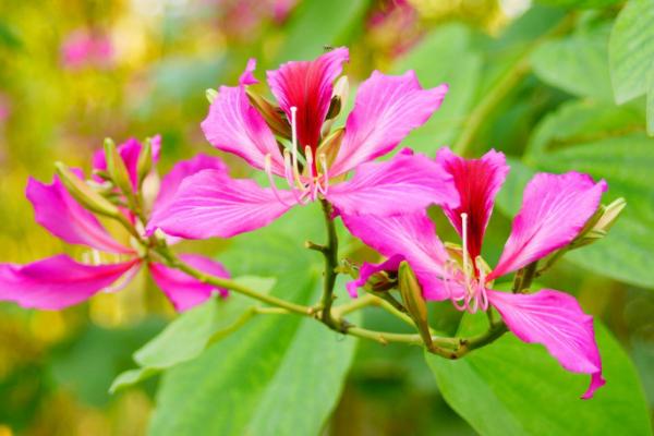 美丽异木棉和木棉的区别是什么 美丽异木棉有什么价值