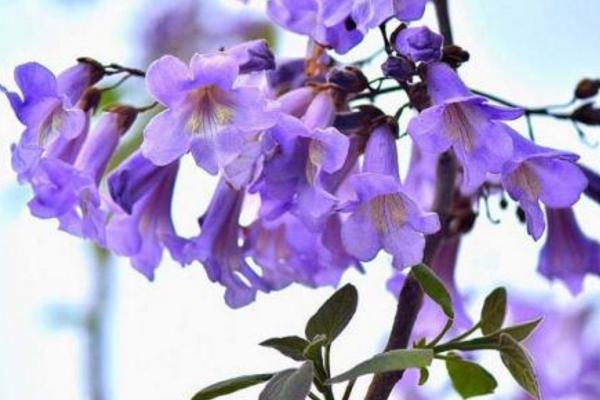 泡桐开花吗(什么时候开花) 泡桐花能吃吗