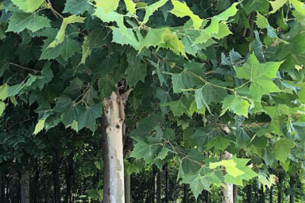 泡桐和梧桐的区别是什么 泡桐的区别