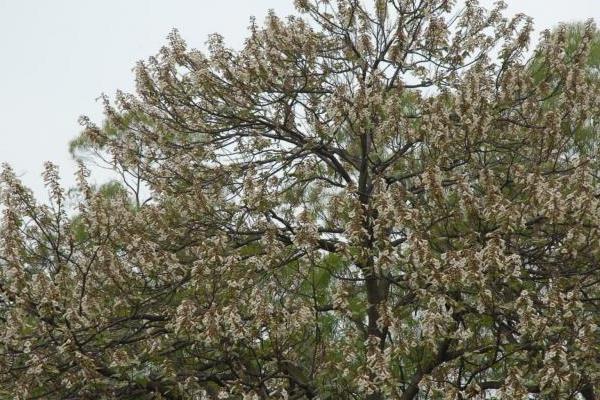 泡桐和梧桐的区别是什么 泡桐的区别