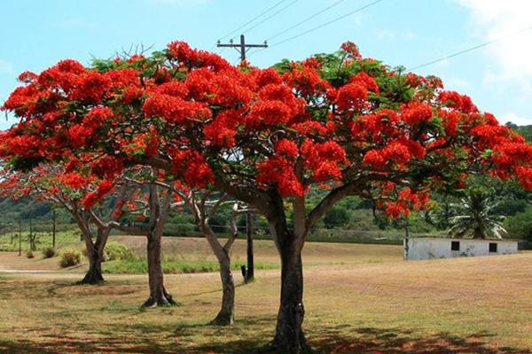 凤凰木种子市场价格多少钱一斤  凤凰木种子怎么种