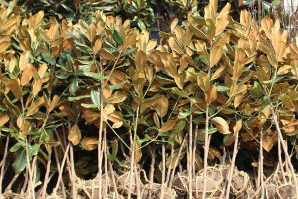 广玉兰市场价格多少钱一棵(10公分、15公分、20公分) 广玉兰怎么种植