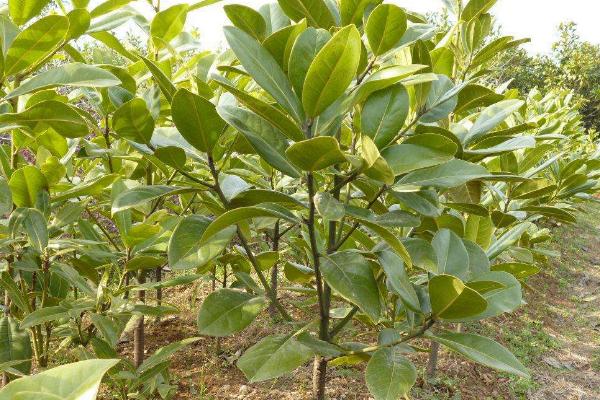 广玉兰市场价格多少钱一棵(10公分、15公分、20公分) 广玉兰怎么种植