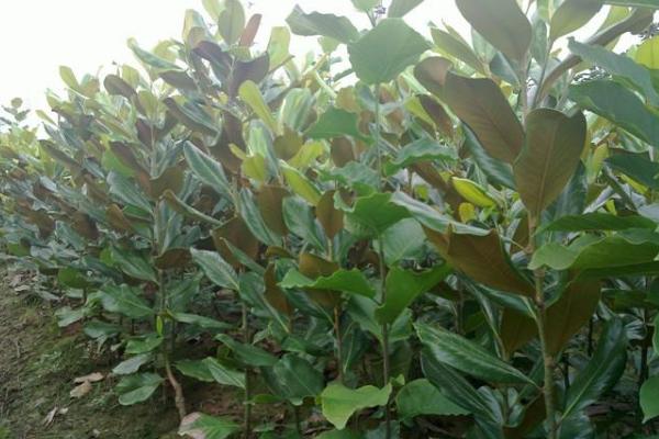 广玉兰市场价格多少钱一棵(10公分、15公分、20公分) 广玉兰怎么种植