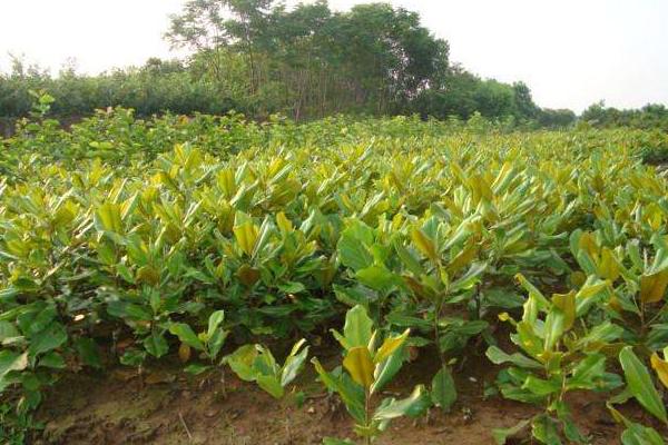 广玉兰市场价格多少钱一棵(10公分、15公分、20公分) 广玉兰怎么种植