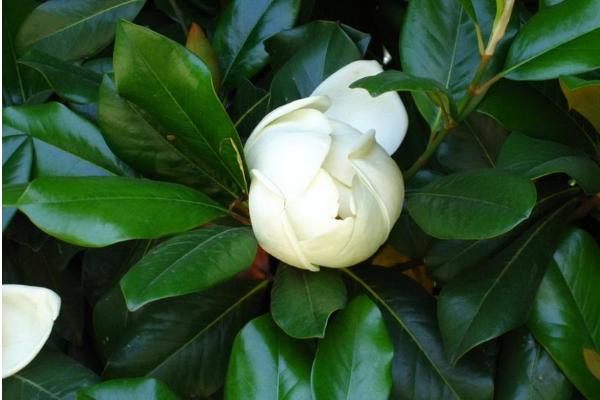 广玉兰市场价格多少钱一棵(10公分、15公分、20公分) 广玉兰怎么种植