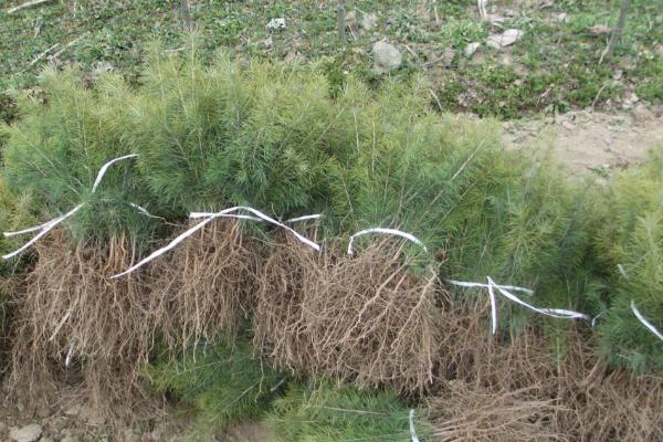 雪松市场价格多少钱一棵(1米、2米、3米、4米、5米、6米、7米等) 雪松种子怎么种