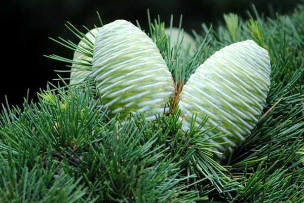 雪松市场价格多少钱一棵(1米、2米、3米、4米、5米、6米、7米等) 雪松种子怎么种