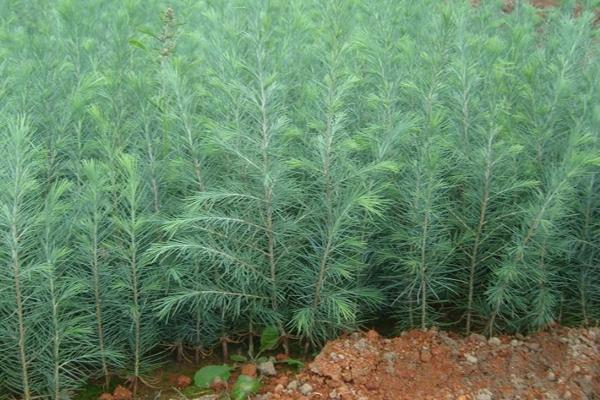 雪松市场价格多少钱一棵(1米、2米、3米、4米、5米、6米、7米等) 雪松种子怎么种
