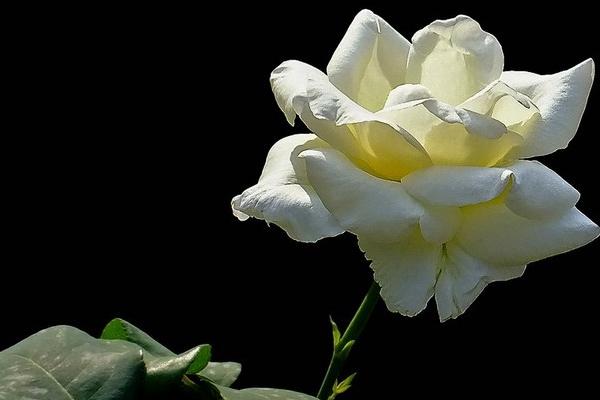 微型月季有哪些品种(什么品种最好) 微型月季怎么修剪枝叶