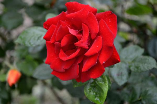 微型月季有哪些品种(什么品种最好) 微型月季怎么修剪枝叶