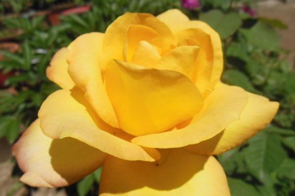 微型月季有哪些品种(什么品种最好) 微型月季怎么修剪枝叶