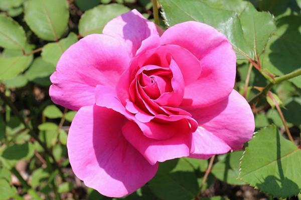 微型月季有哪些品种(什么品种最好) 微型月季怎么修剪枝叶