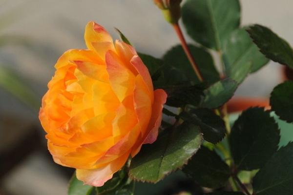 微型月季有哪些品种(什么品种最好) 微型月季怎么修剪枝叶