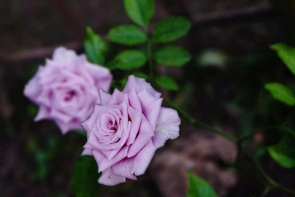 微型月季有哪些品种(什么品种最好) 微型月季怎么修剪枝叶