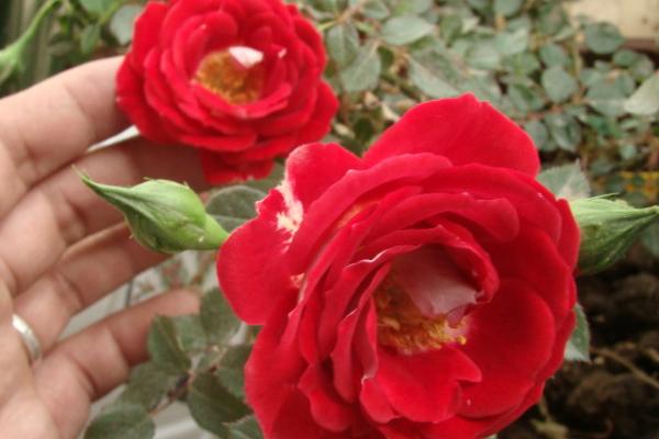 微型月季有哪些品种(什么品种最好) 微型月季怎么修剪枝叶