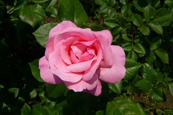 微型月季有哪些品种(什么品种最好) 微型月季怎么修剪枝叶