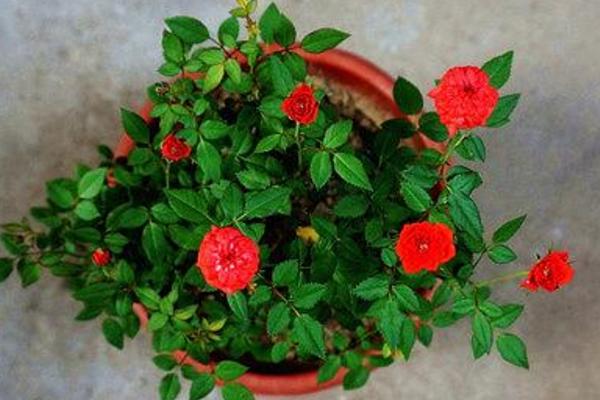 微型月季有哪些品种(什么品种最好) 微型月季怎么修剪枝叶