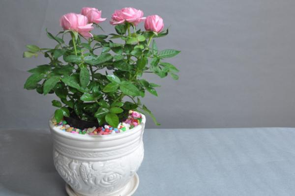 微型月季有哪些品种(什么品种最好) 微型月季怎么修剪枝叶