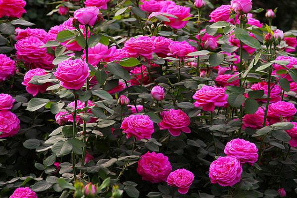 微型月季有哪些品种(什么品种最好) 微型月季怎么修剪枝叶