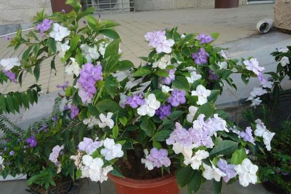 双色茉莉一年开几次花 双色茉莉什么时候开花(几月)