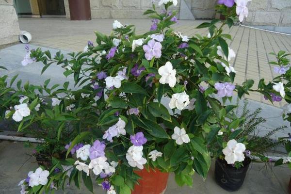 双色茉莉一年开几次花 双色茉莉什么时候开花(几月)