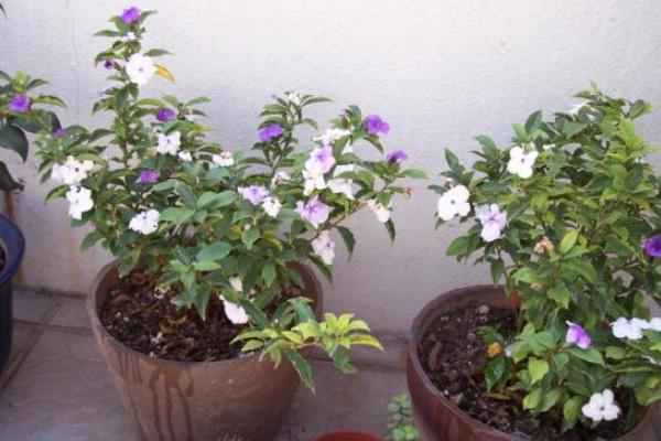 双色茉莉一年开几次花 双色茉莉什么时候开花(几月)