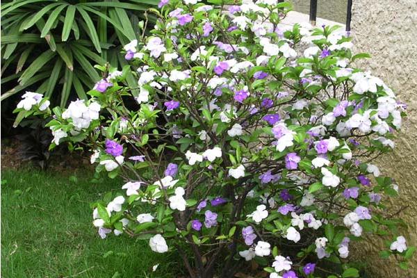 双色茉莉一年开几次花 双色茉莉什么时候开花(几月)