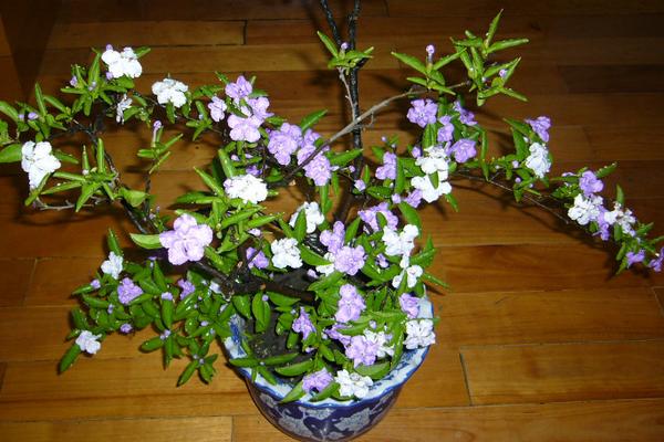 双色茉莉一年开几次花 双色茉莉什么时候开花(几月)