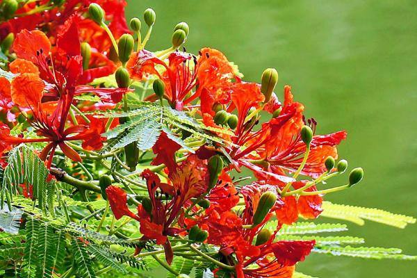 凤凰木什么时候开花（几月） 凤凰木的特点