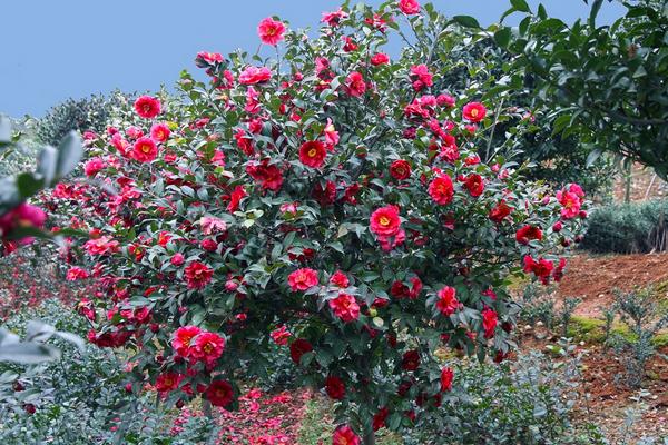 茶梅盆景怎么造型好看 盆景茶梅修剪枝叶方法