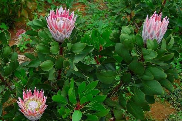 帝王花图片大全 帝王花花语及寓意