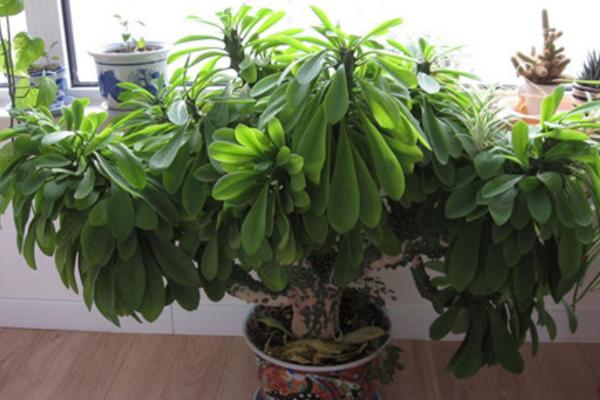 麒麟掌怎么养 麒麟掌养殖方法与注意事项