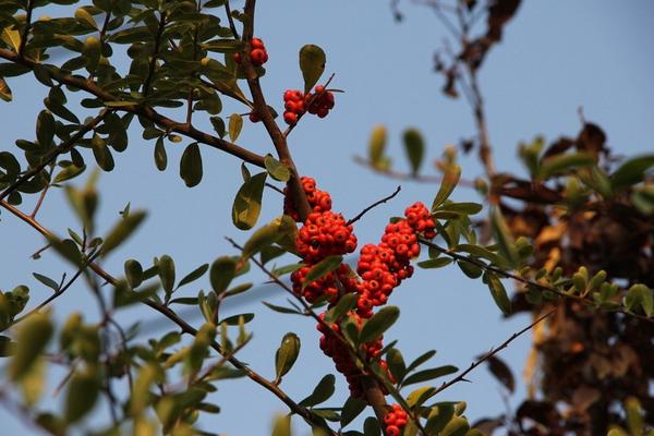  火棘树市场价格多少钱一棵 火棘的养殖方法