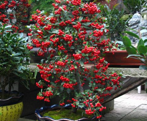 火棘树市场价格多少钱一棵 火棘的养殖方法